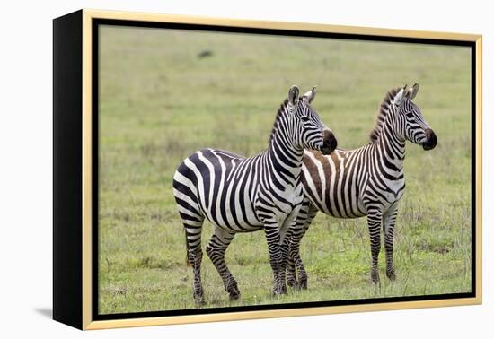 Two Zebras Stand Side by Side, Alert, Ngorongoro, Tanzania-James Heupel-Framed Premier Image Canvas