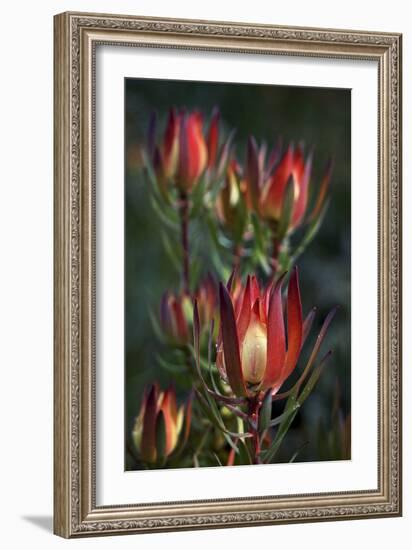 Two-SD Smart-Framed Photographic Print