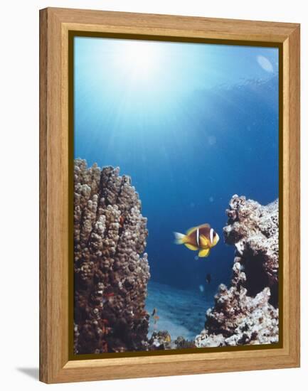 Twoband Anemonefish-Peter Scoones-Framed Premier Image Canvas