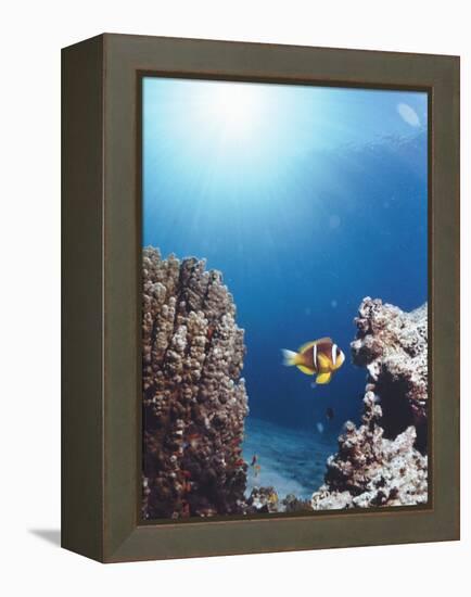 Twoband Anemonefish-Peter Scoones-Framed Premier Image Canvas