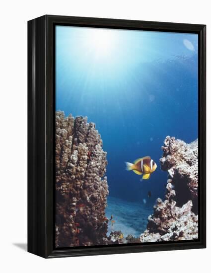 Twoband Anemonefish-Peter Scoones-Framed Premier Image Canvas