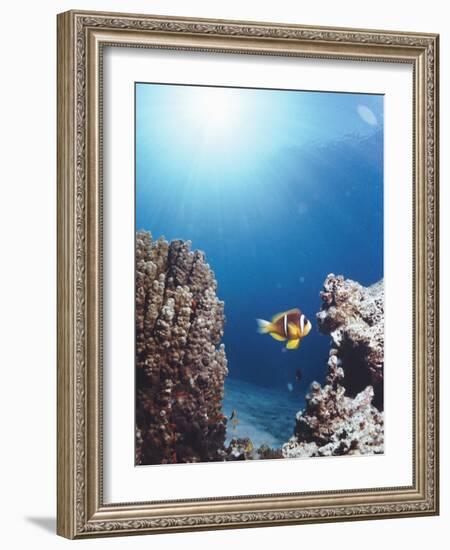 Twoband Anemonefish-Peter Scoones-Framed Photographic Print