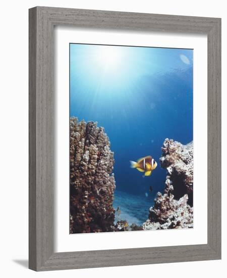 Twoband Anemonefish-Peter Scoones-Framed Photographic Print