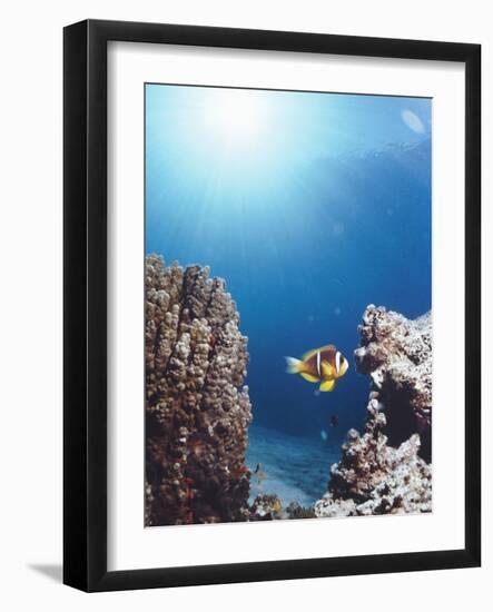 Twoband Anemonefish-Peter Scoones-Framed Photographic Print
