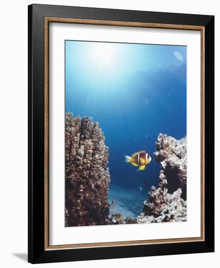 Twoband Anemonefish-Peter Scoones-Framed Photographic Print