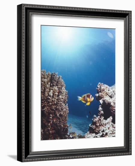 Twoband Anemonefish-Peter Scoones-Framed Photographic Print