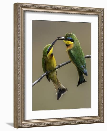 TwonLittle Bee-Eaters-Art Wolfe-Framed Photographic Print