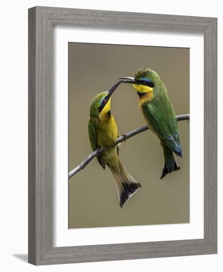 TwonLittle Bee-Eaters-Art Wolfe-Framed Photographic Print