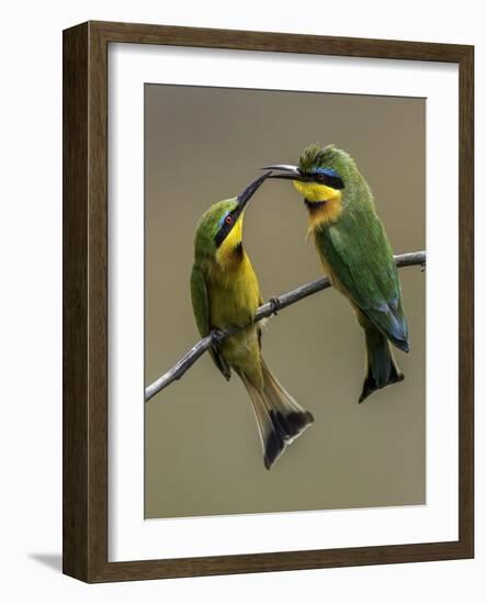 TwonLittle Bee-Eaters-Art Wolfe-Framed Photographic Print