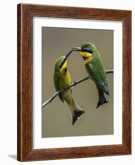 TwonLittle Bee-Eaters-Art Wolfe-Framed Photographic Print