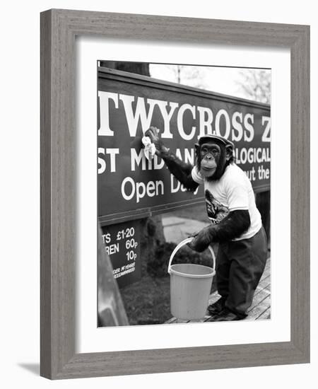 Twycross Zoo Chimpanzee cleaning-Staff-Framed Photographic Print