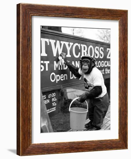 Twycross Zoo Chimpanzee cleaning-Staff-Framed Photographic Print