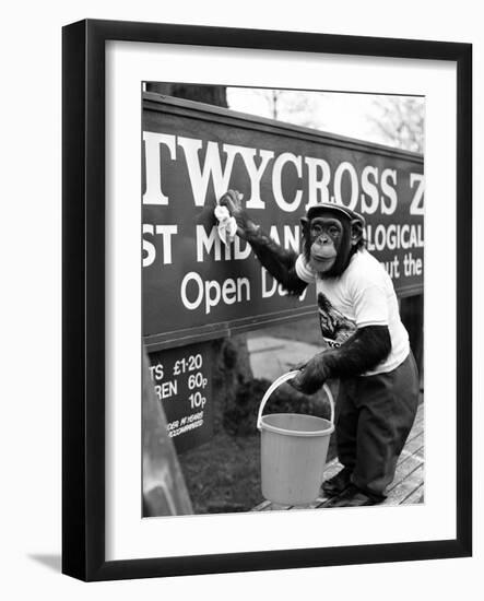 Twycross Zoo Chimpanzee cleaning-Staff-Framed Photographic Print