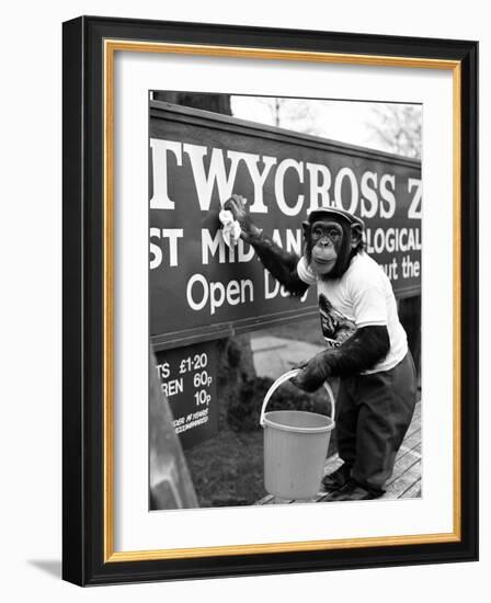 Twycross Zoo Chimpanzee cleaning-Staff-Framed Photographic Print