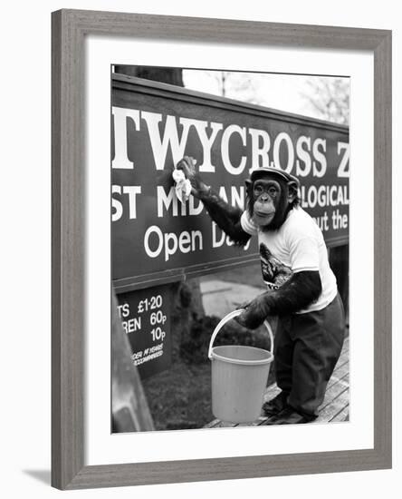 Twycross Zoo Chimpanzee cleaning-Staff-Framed Photographic Print