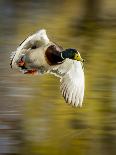 Mallard Flight III-Tyler Stockton-Framed Photographic Print