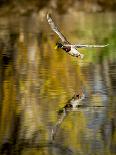 Mallard Flight III-Tyler Stockton-Framed Photographic Print