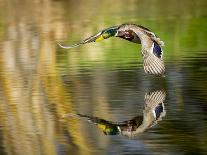 Mallard Flight III-Tyler Stockton-Framed Photographic Print