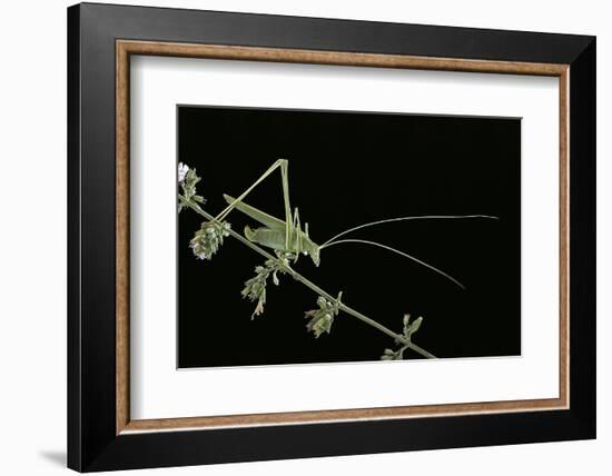 Tylopsis Lilifolia (Lily Bush-Cricket)-Paul Starosta-Framed Photographic Print