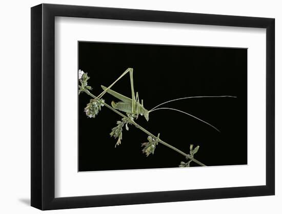 Tylopsis Lilifolia (Lily Bush-Cricket)-Paul Starosta-Framed Photographic Print