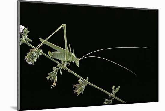 Tylopsis Lilifolia (Lily Bush-Cricket)-Paul Starosta-Mounted Photographic Print