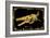 Tylosaurus-ALI Chris-Framed Giclee Print