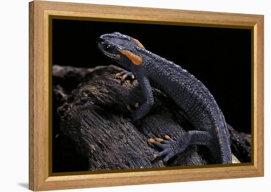 Tylototriton Taliangensis (Taliang Knobby Newt)-Paul Starosta-Framed Premier Image Canvas