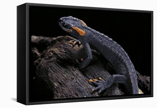 Tylototriton Taliangensis (Taliang Knobby Newt)-Paul Starosta-Framed Premier Image Canvas