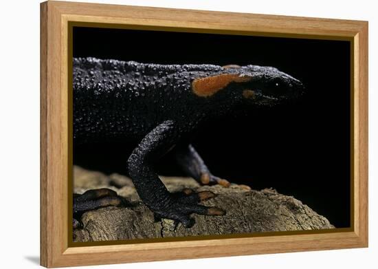 Tylototriton Taliangensis (Taliang Knobby Newt)-Paul Starosta-Framed Premier Image Canvas