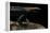 Tylototriton Taliangensis (Taliang Knobby Newt)-Paul Starosta-Framed Premier Image Canvas