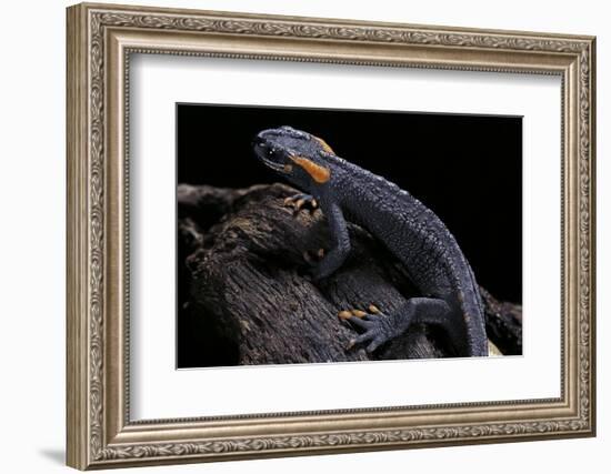 Tylototriton Taliangensis (Taliang Knobby Newt)-Paul Starosta-Framed Photographic Print