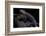 Tylototriton Taliangensis (Taliang Knobby Newt)-Paul Starosta-Framed Photographic Print