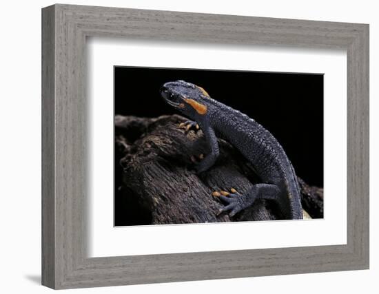 Tylototriton Taliangensis (Taliang Knobby Newt)-Paul Starosta-Framed Photographic Print