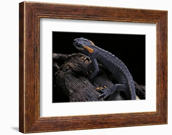 Tylototriton Taliangensis (Taliang Knobby Newt)-Paul Starosta-Framed Photographic Print