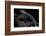 Tylototriton Taliangensis (Taliang Knobby Newt)-Paul Starosta-Framed Photographic Print