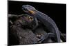 Tylototriton Taliangensis (Taliang Knobby Newt)-Paul Starosta-Mounted Photographic Print