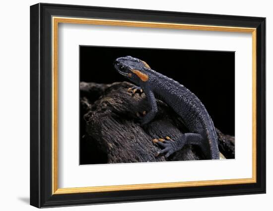 Tylototriton Taliangensis (Taliang Knobby Newt)-Paul Starosta-Framed Photographic Print