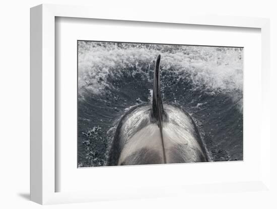 Type B Killer Whale (Orca Orcinus) Surfacing-Brent Stephenson-Framed Photographic Print