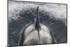 Type B Killer Whale (Orca Orcinus) Surfacing-Brent Stephenson-Mounted Photographic Print