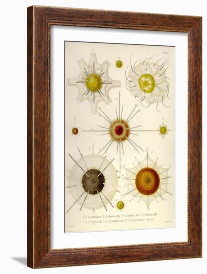 Types of Acanthometra-Ernst Haeckel-Framed Art Print