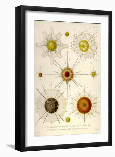 Types of Acanthometra-Ernst Haeckel-Framed Art Print