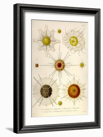 Types of Acanthometra-Ernst Haeckel-Framed Art Print