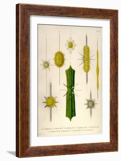 Types of Amphilonche-Ernst Haeckel-Framed Art Print