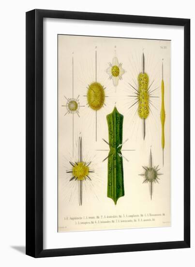 Types of Amphilonche-Ernst Haeckel-Framed Art Print