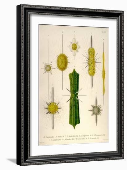 Types of Amphilonche-Ernst Haeckel-Framed Art Print