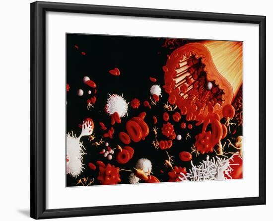 Types of Blood Cell-Francis Leroy-Framed Photographic Print