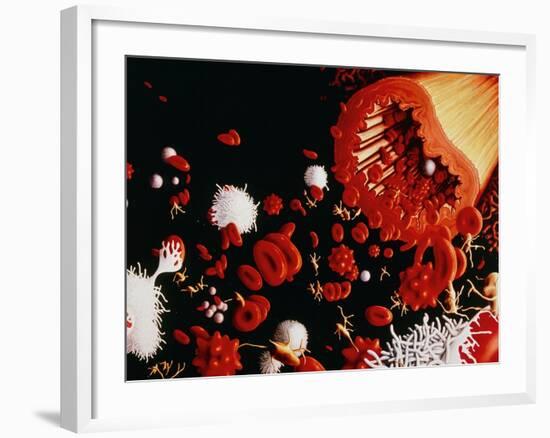 Types of Blood Cell-Francis Leroy-Framed Photographic Print