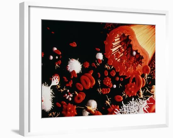 Types of Blood Cell-Francis Leroy-Framed Photographic Print