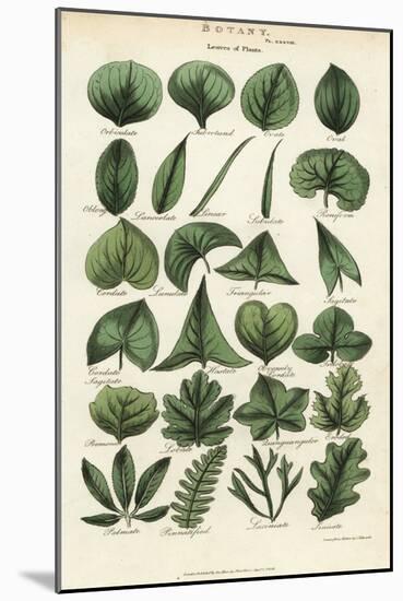 Types of Leaves of Plants. Handcoloured Copperplate Engraving after Sydenham Edwards from John Maso-Sydenham Teast Edwards-Mounted Giclee Print