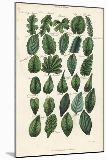 Types of Leaves of Plants. Handcoloured Copperplate Engraving after Sydenham Edwards from John Maso-Sydenham Teast Edwards-Mounted Giclee Print